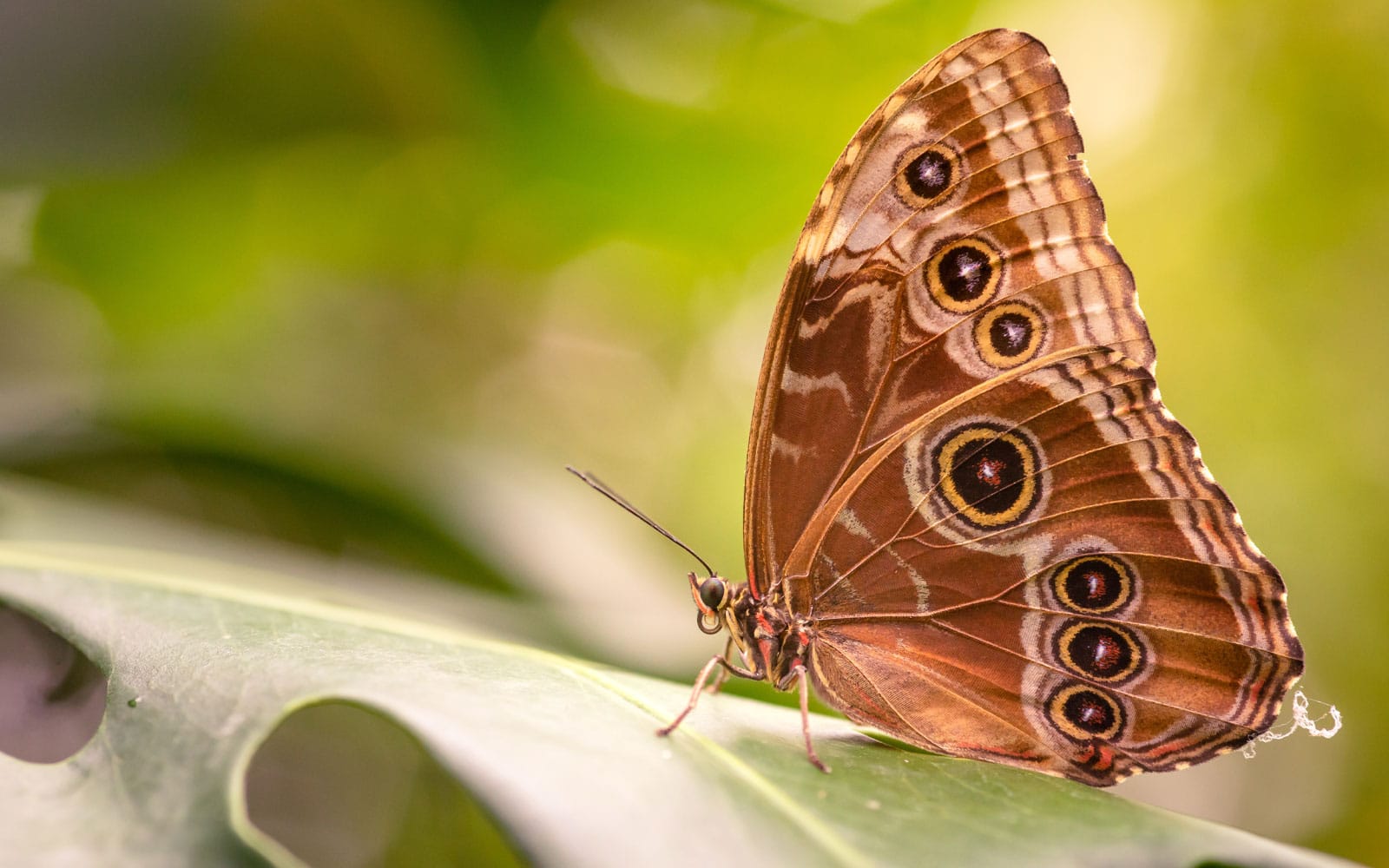 Tirolina èpica + jardí de papallones