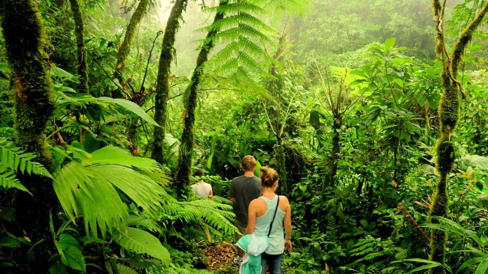Excursió guiada pel bosc nebulós de Monteverde