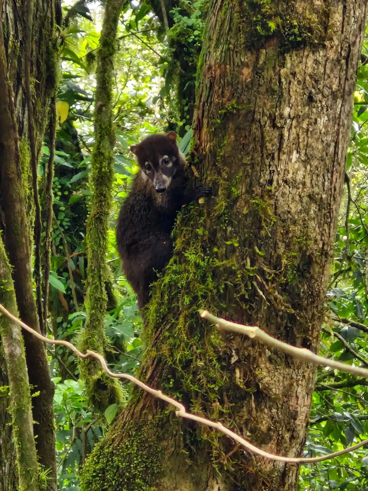 Excursió guiada pel bosc nebulós de Monteverde