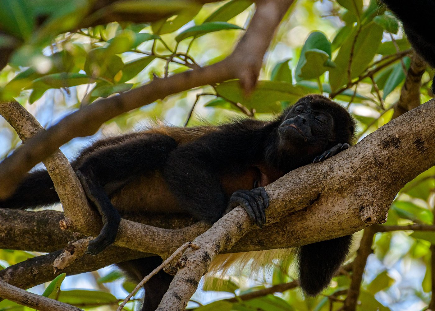 Excursió en barca per l'estuari de Tamarindo