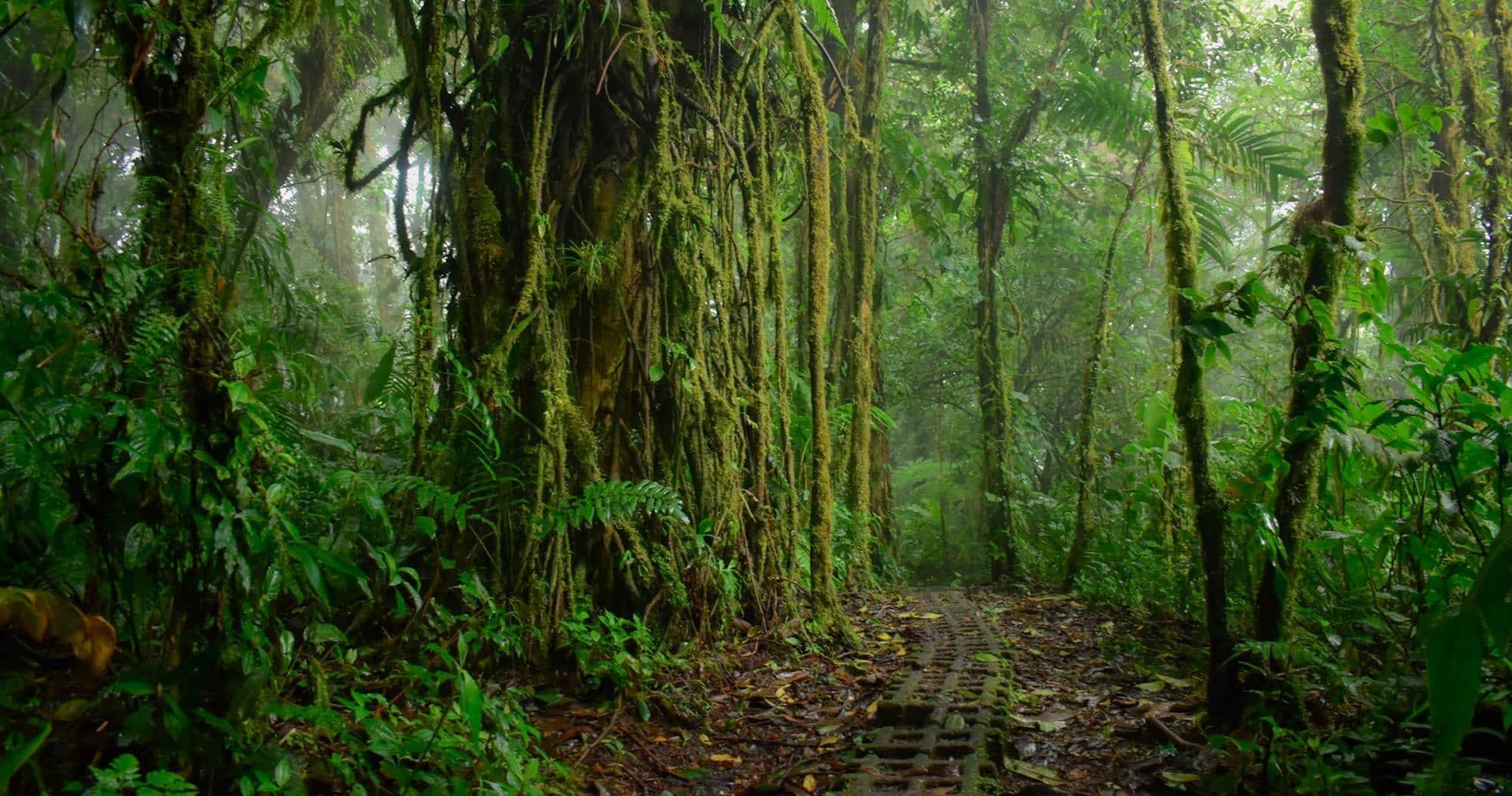 Excursió guiada pel bosc nebulós de Monteverde