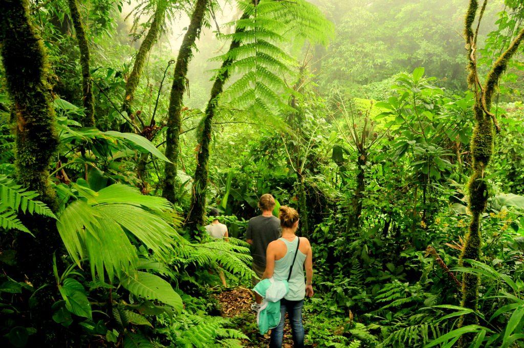 Excursió guiada pel bosc nebulós de Monteverde