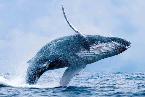 Tour de avistamiento de ballenas