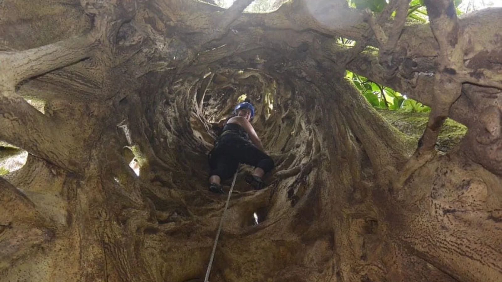 Aventura d'escalada a la copa dels arbres
