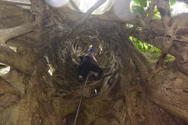 Aventura d'escalada a la copa dels arbres