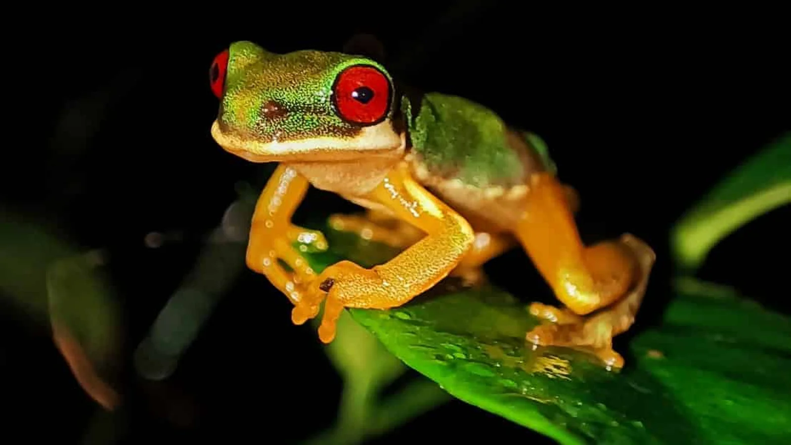 Excursió nocturna a Monteverde