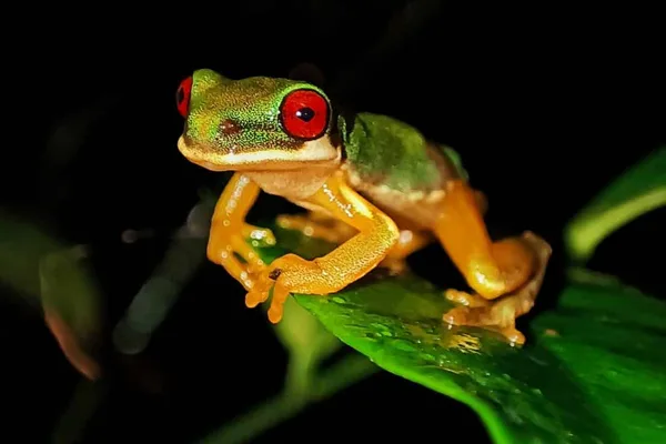 Tour nocturno en Monteverde