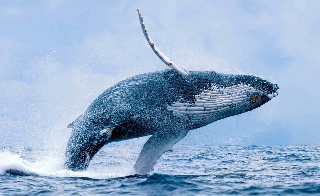 Excursió d'observació de balenes