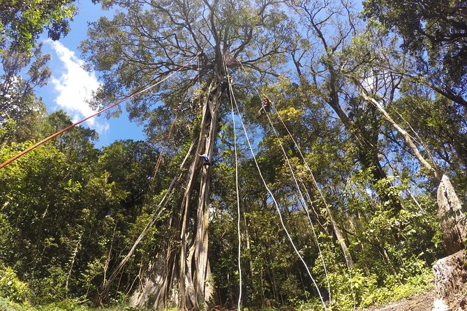 Aventura d'escalada a la copa dels arbres