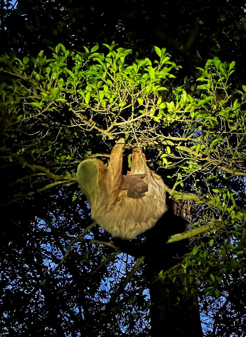Excursió nocturna a Monteverde