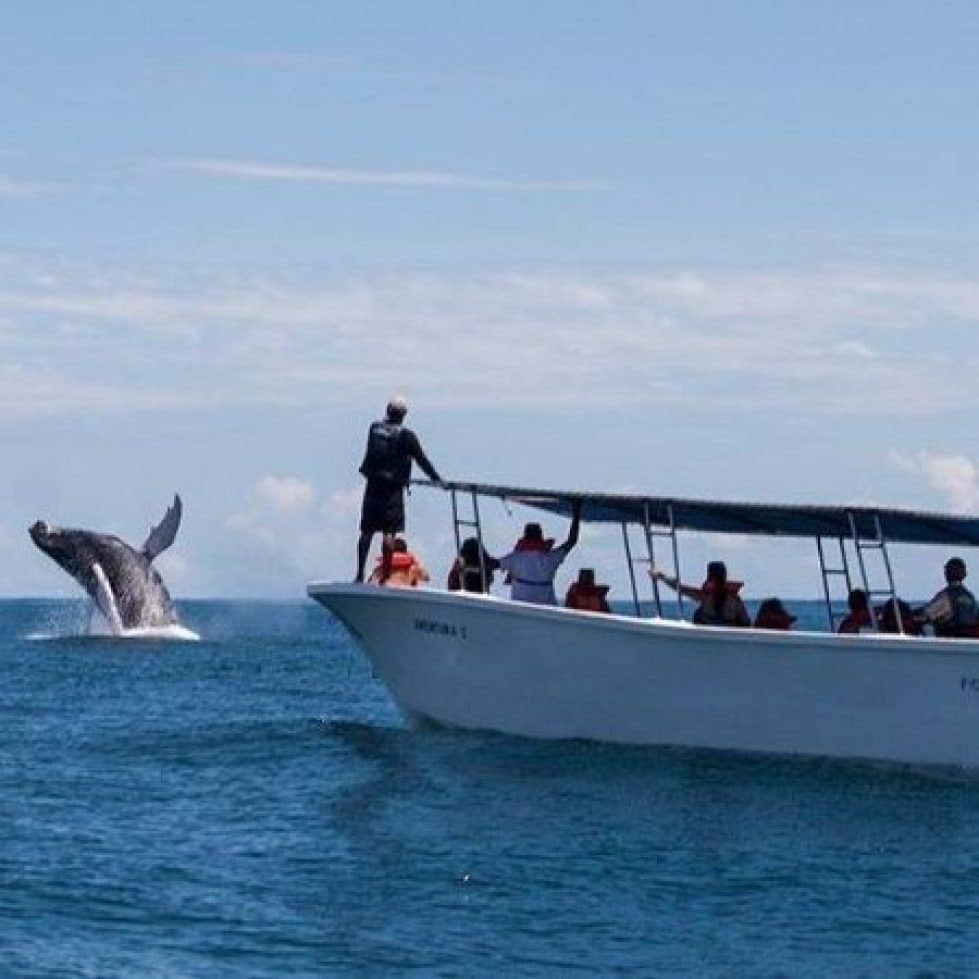 Excursió d'observació de balenes