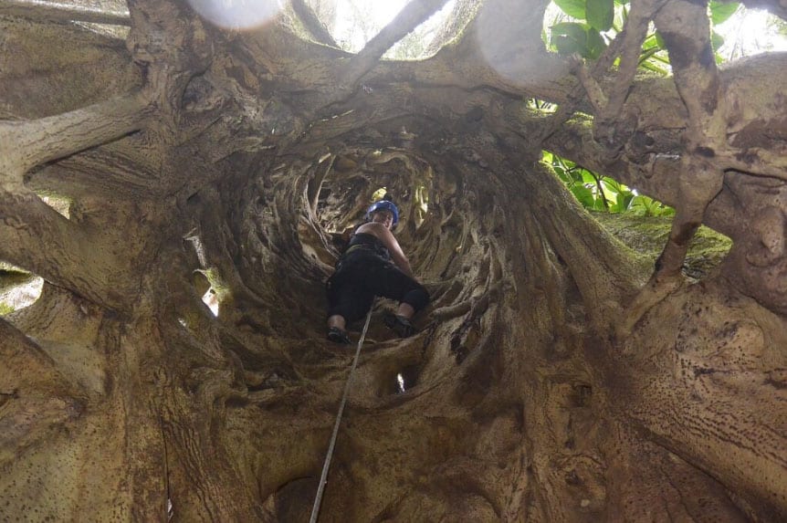 Aventura d'escalada a la copa dels arbres