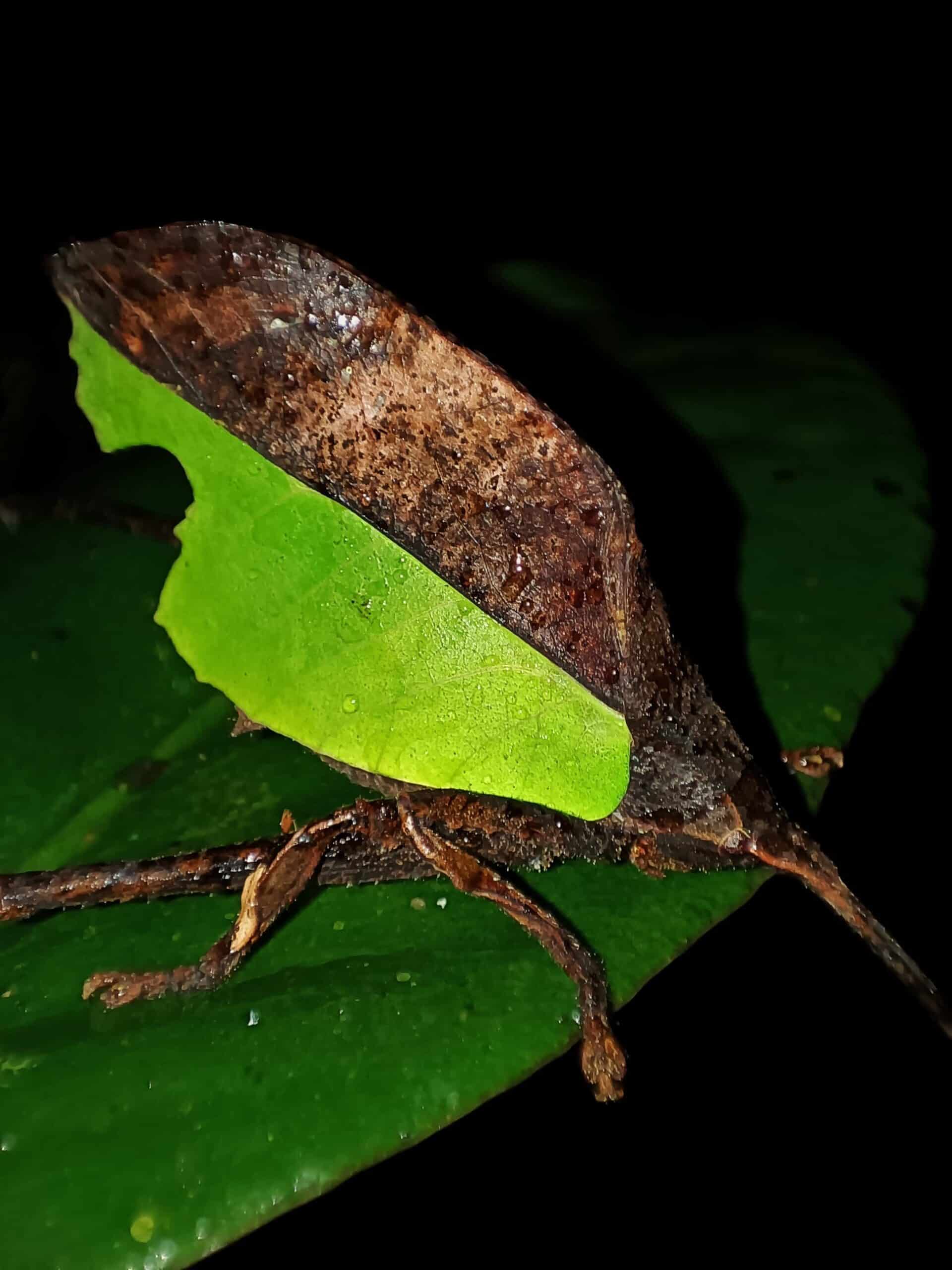Excursió nocturna a Monteverde