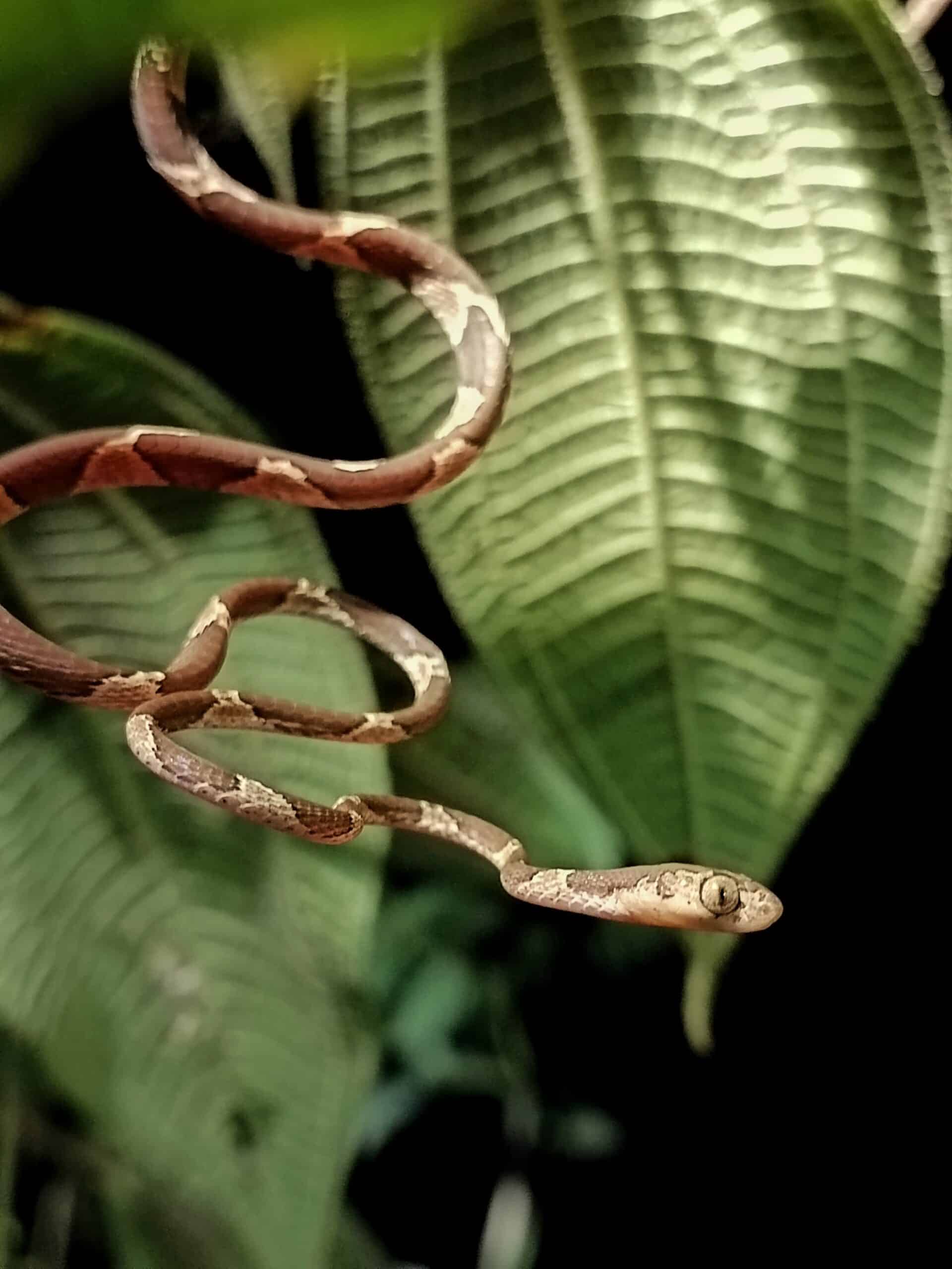 Excursió nocturna a Monteverde
