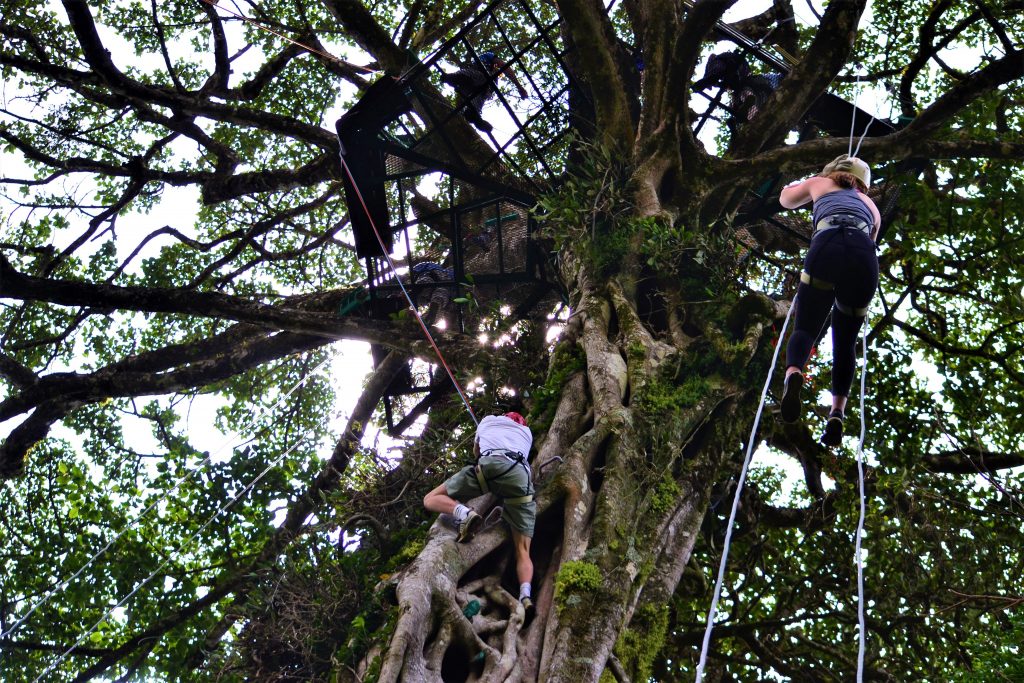 Aventura d'escalada a la copa dels arbres