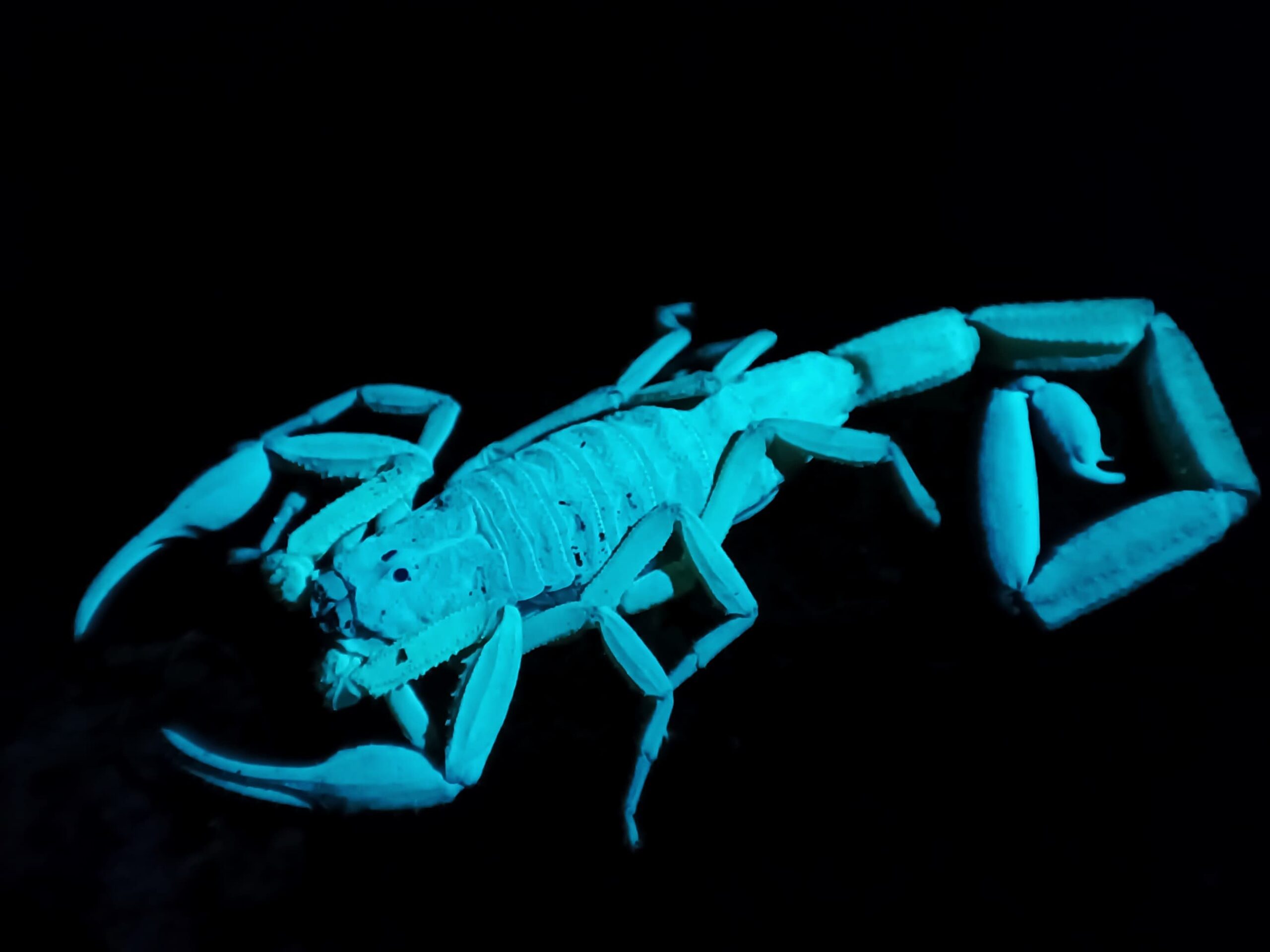 Excursió nocturna a Monteverde