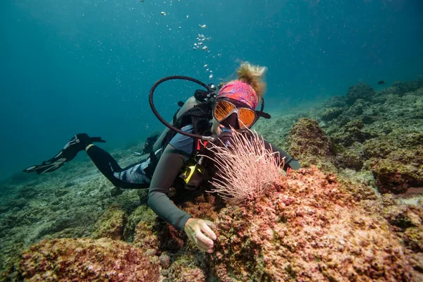 Submarinisme d'un dia complet a Islas Murciélago