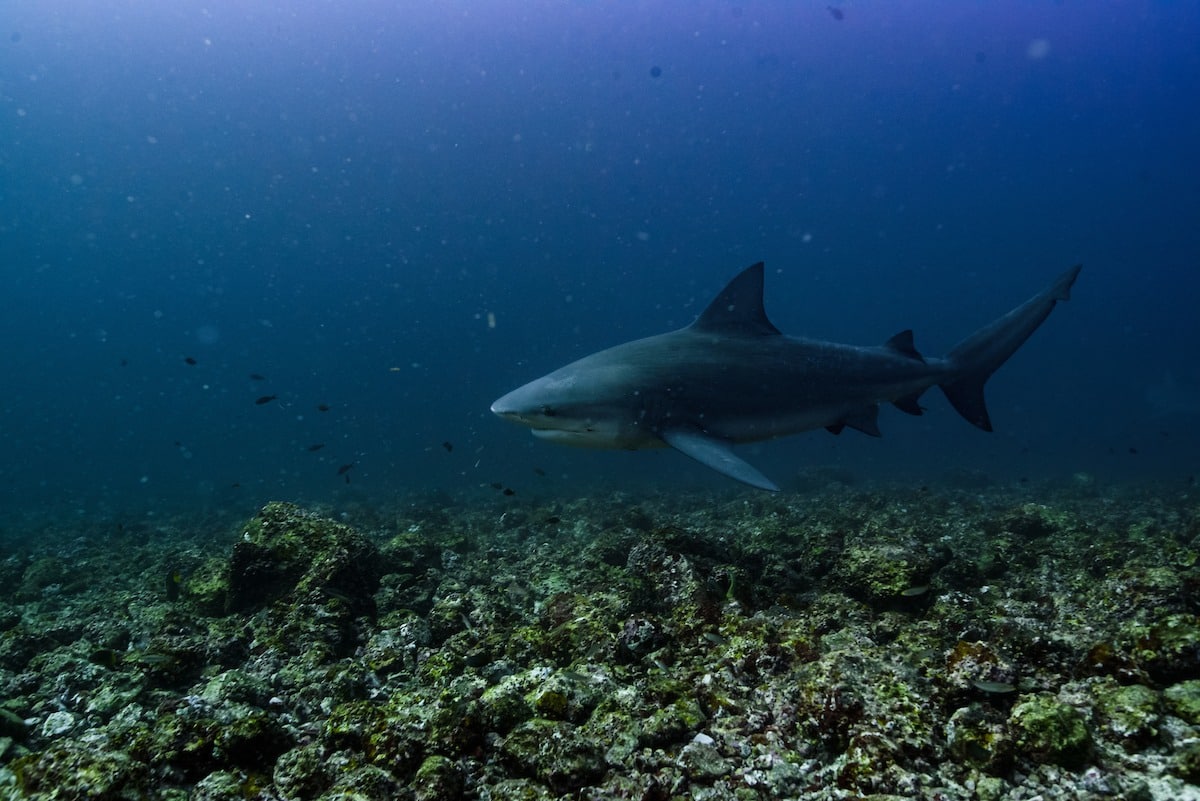 Submarinisme d'un dia complet a Islas Murciélago