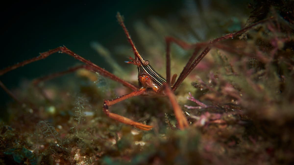 Submarinisme d'un dia complet a Islas Murciélago