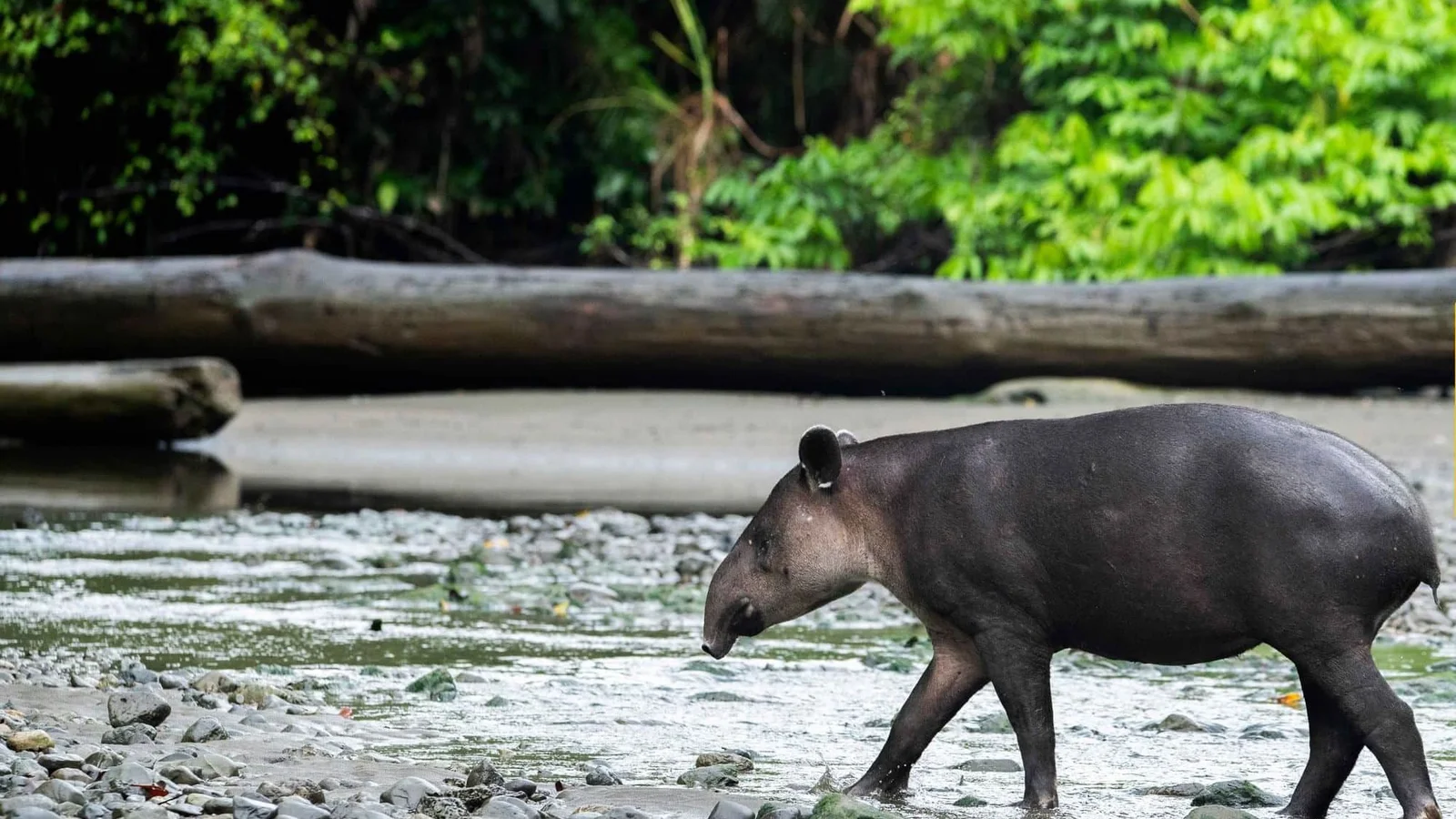 Parc Nacional de Corcovado – excursió d'un dia a l'estació Sirena des de Drake Bay