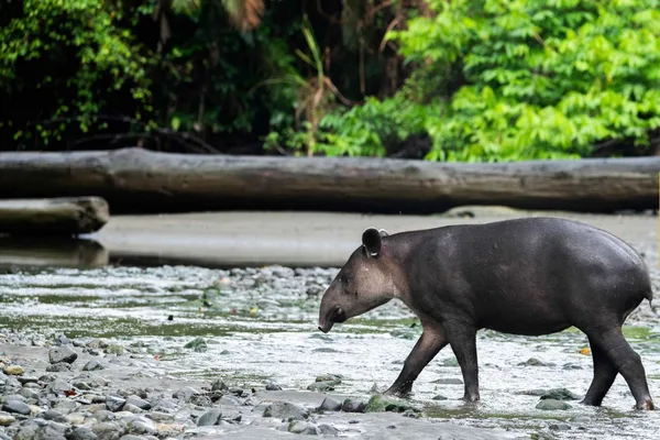 Parc Nacional de Corcovado – excursió d'un dia a l'estació Sirena des de Drake Bay