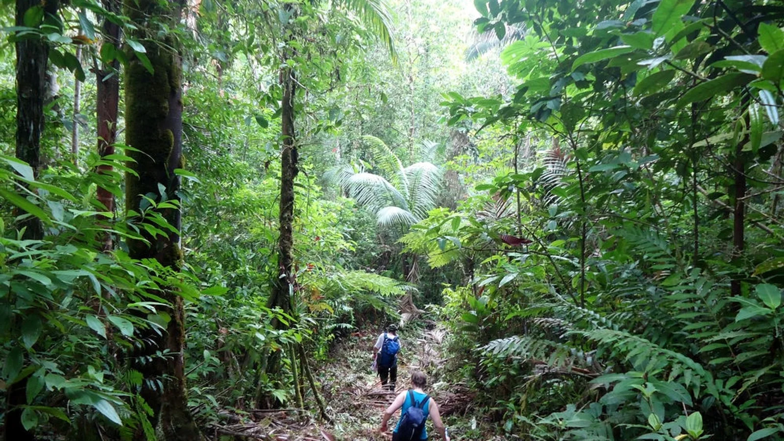 Expedición por la selva de Punta Mona hasta la finca ecológica abandonada