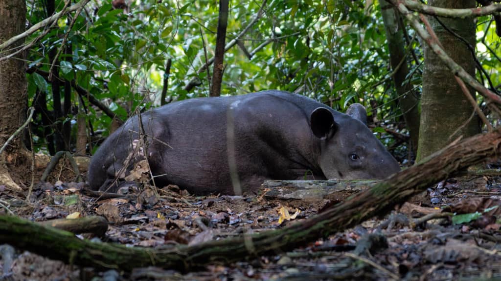 Parc Nacional de Corcovado – excursió d'un dia a l'estació Sirena des de Drake Bay
