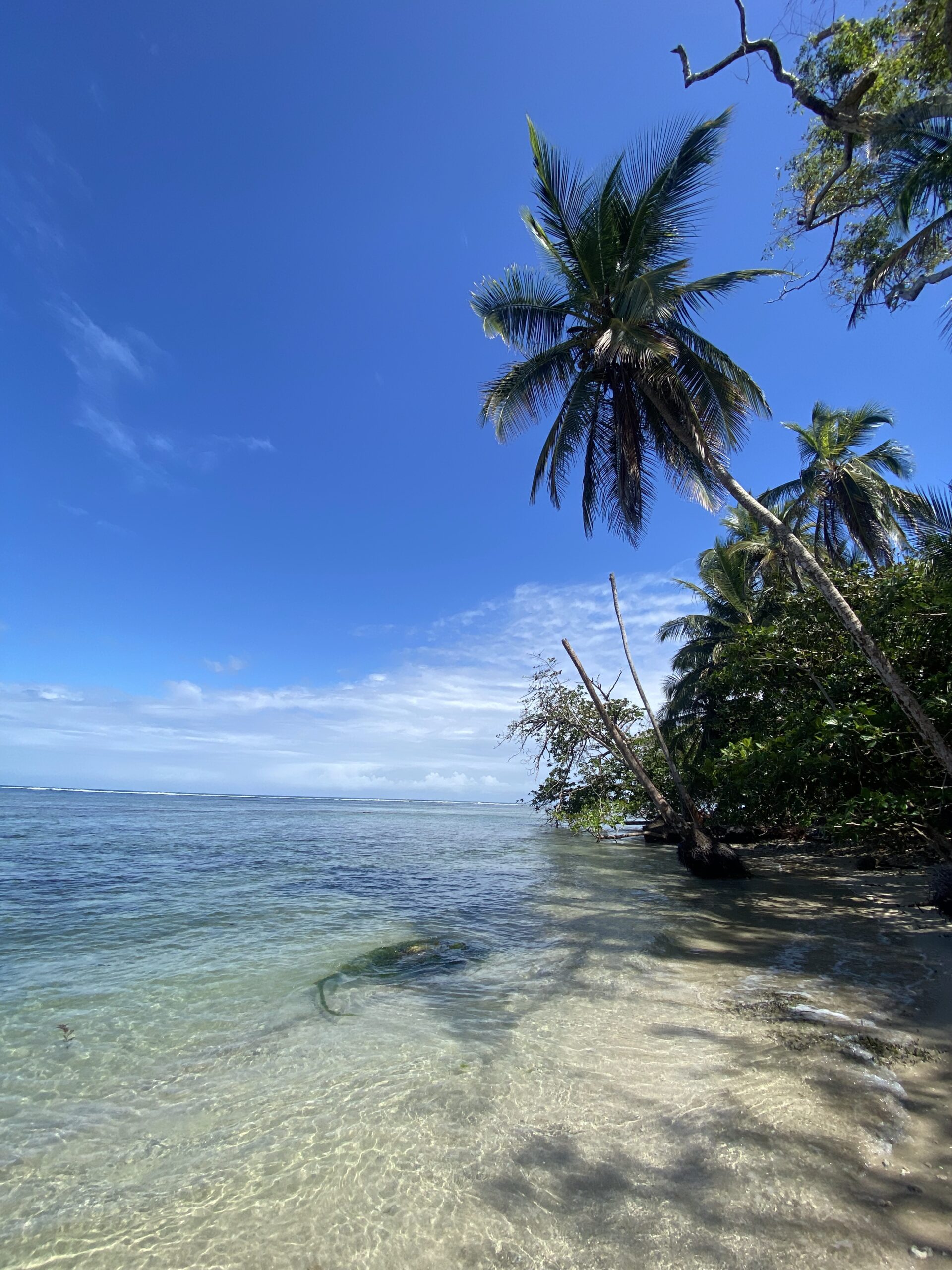 Passeig guiat per la natura al parc nacional de Cahuita