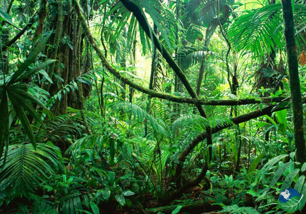 Parc Nacional de Corcovado – excursió d'un dia a l'estació Sirena des de Drake Bay