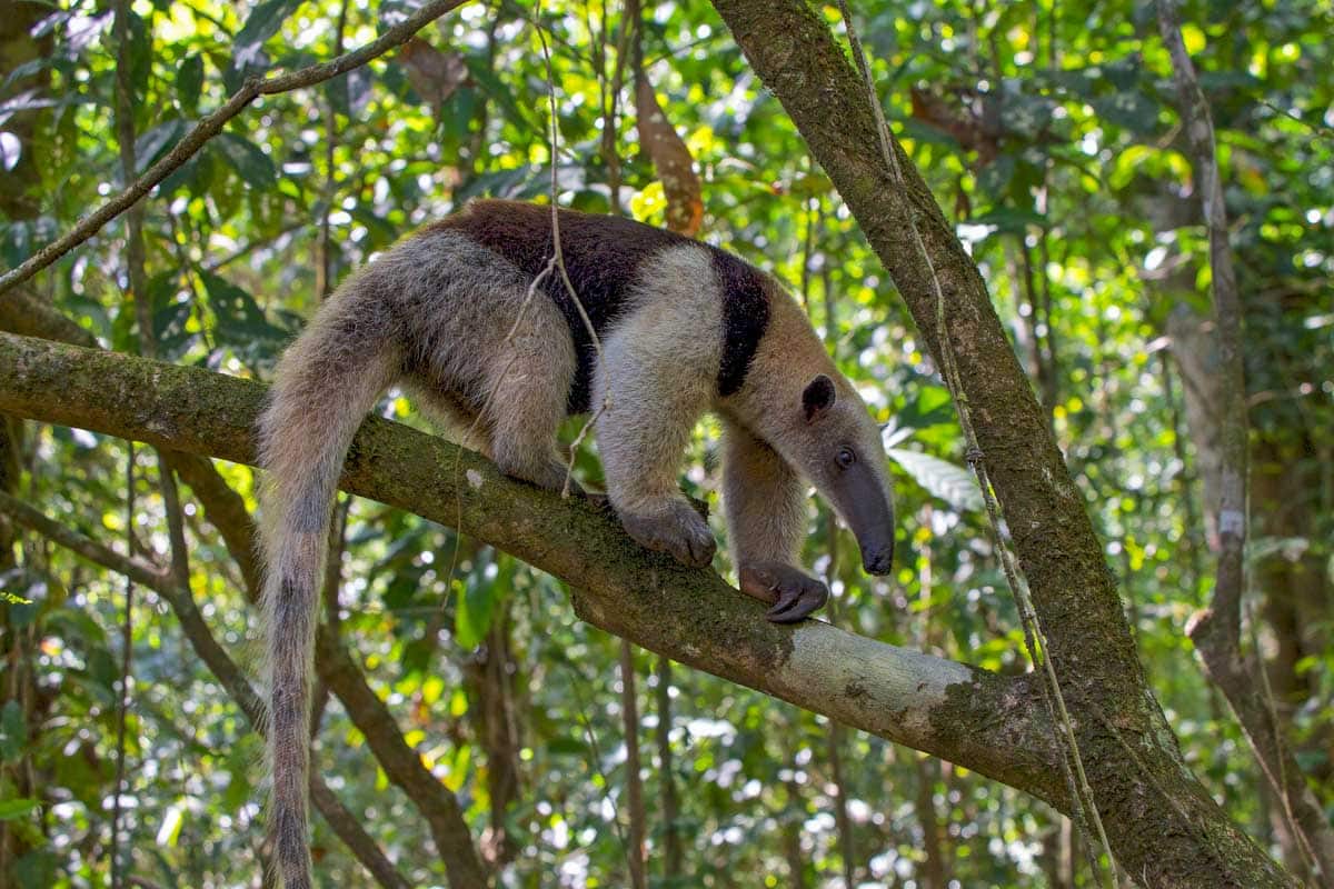 Parc Nacional de Corcovado – excursió d'un dia a l'estació Sirena des de Drake Bay