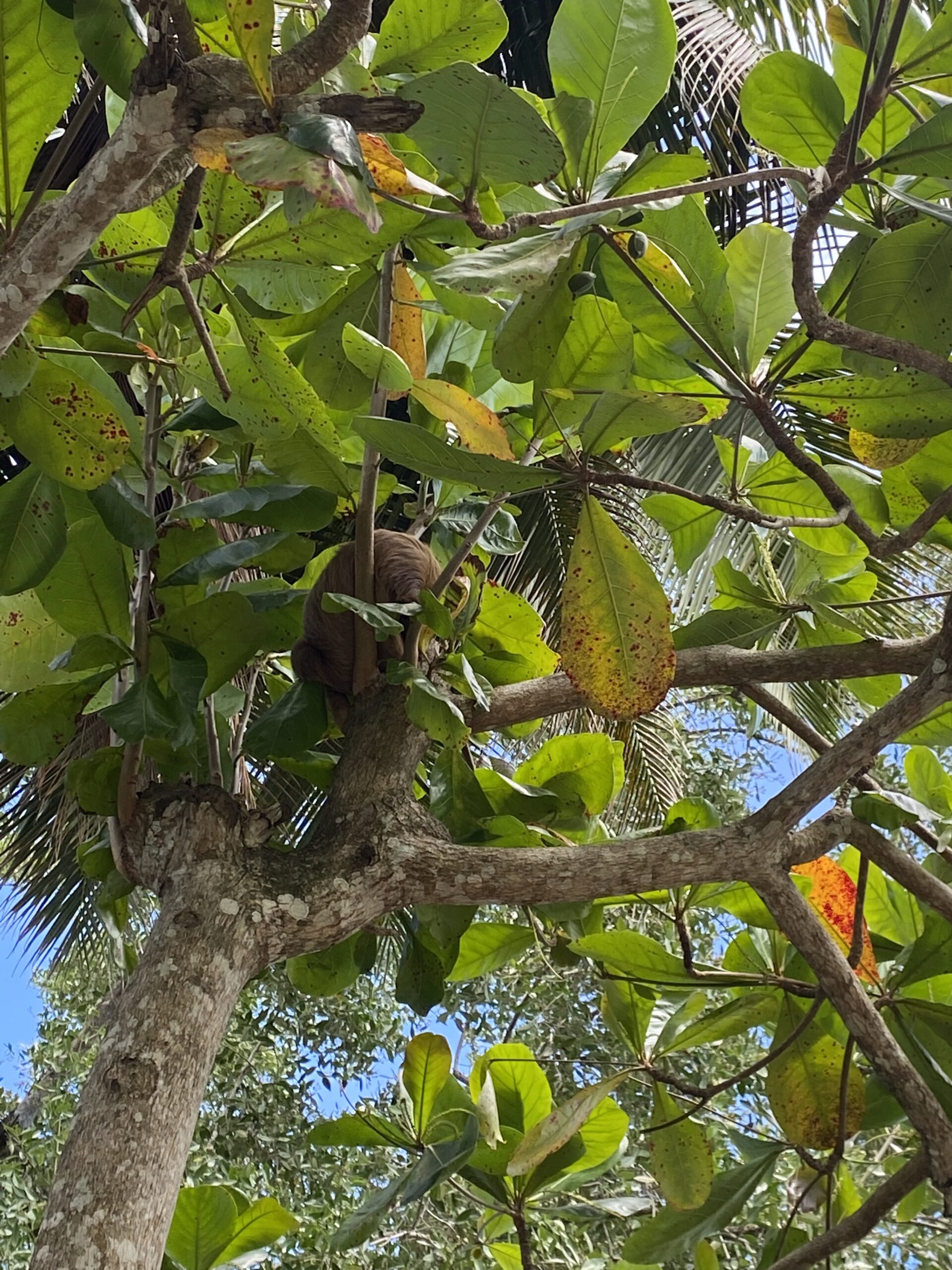 Passeig guiat per la natura al parc nacional de Cahuita