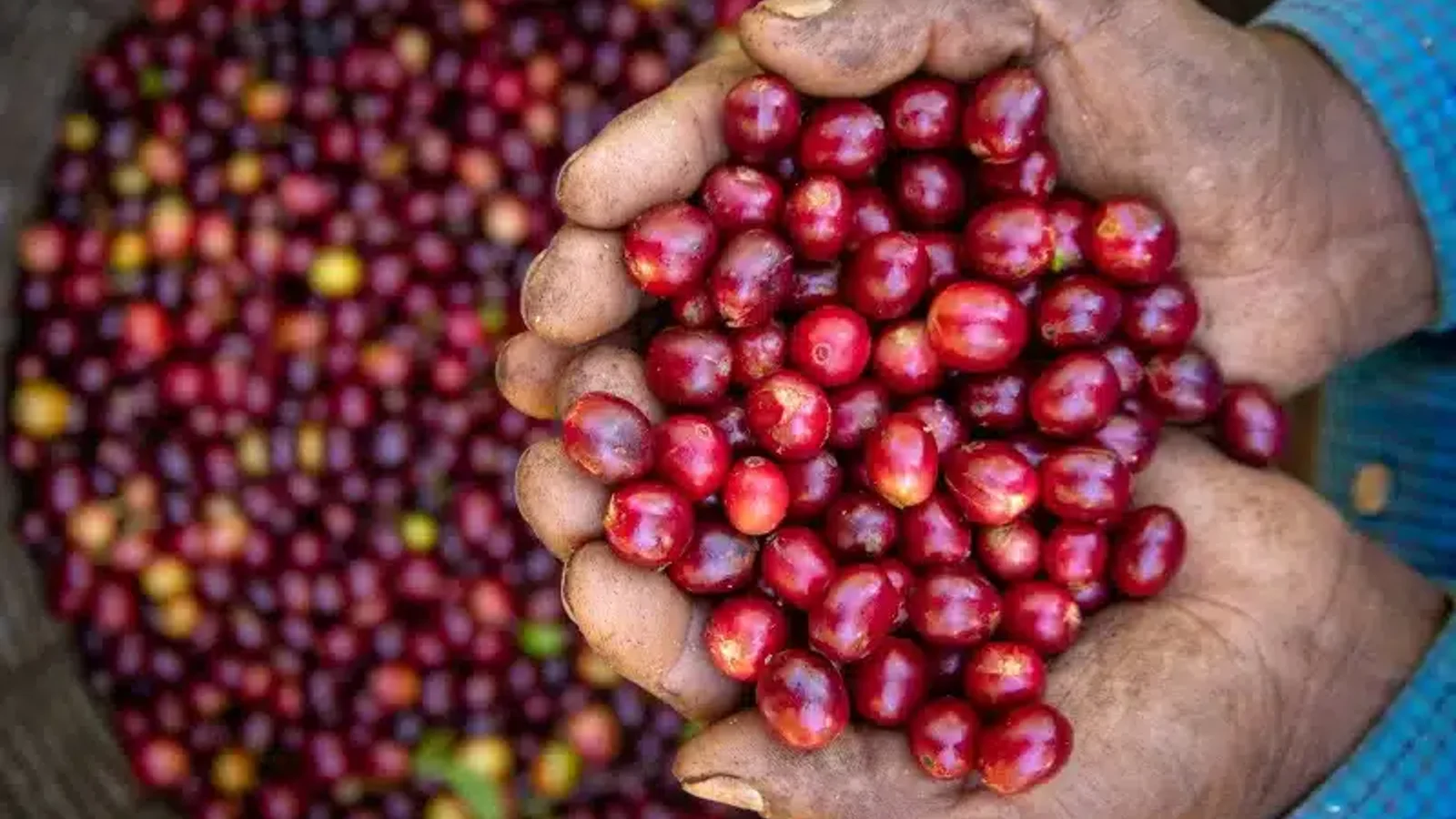 Tour de café en Monteverde