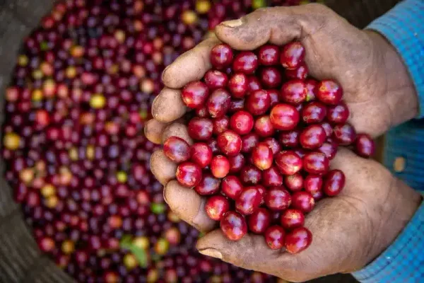 Tour del cafè a Monteverde