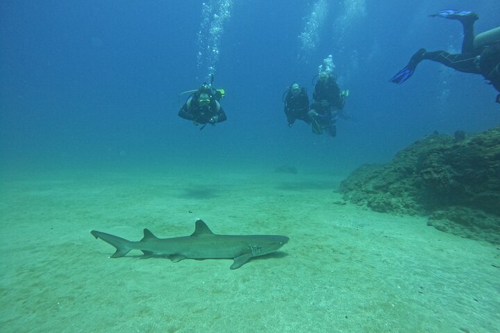 Submarinisme amb 2 immersions a Isla del Caño