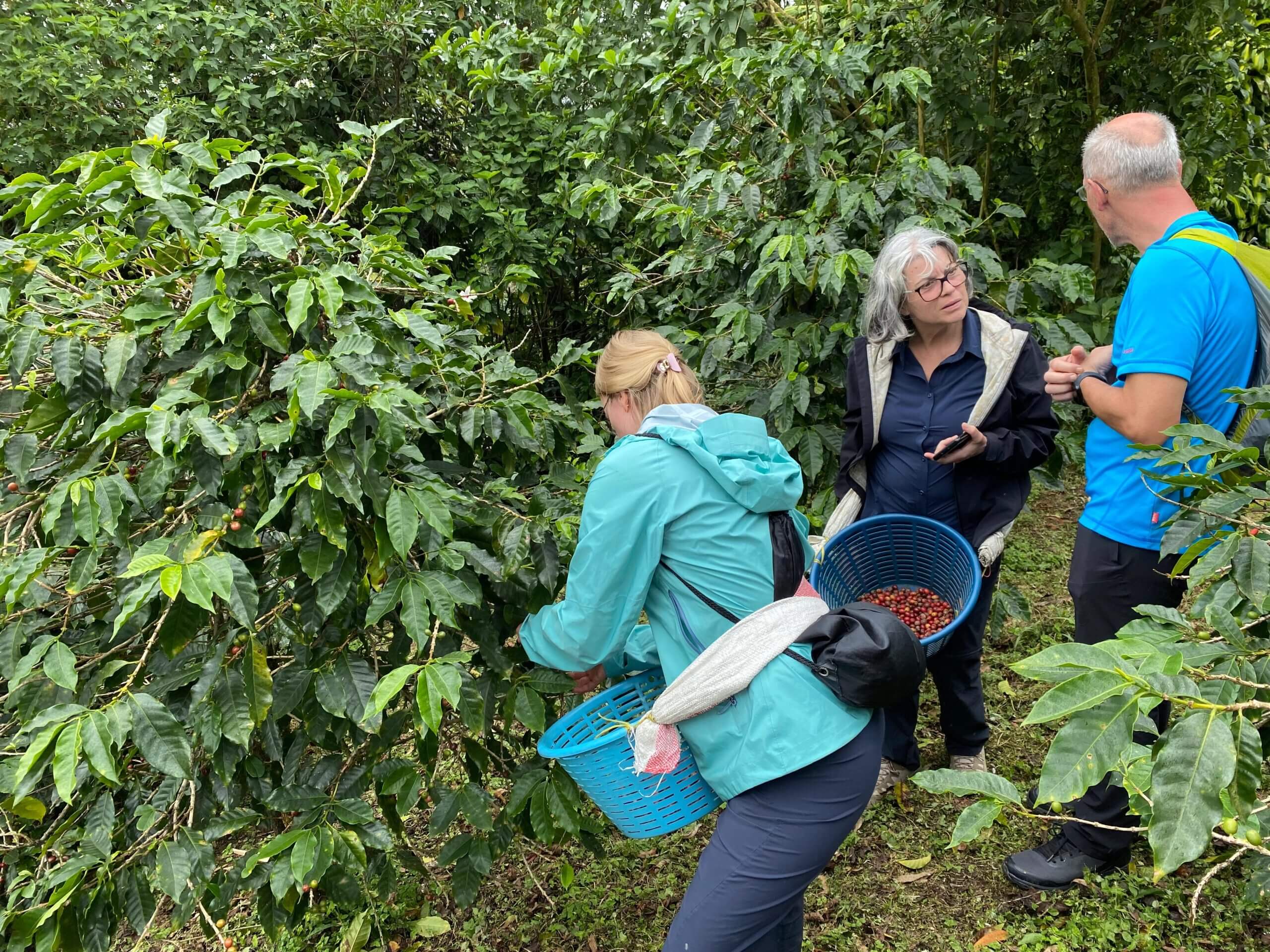 Tour de café en Monteverde