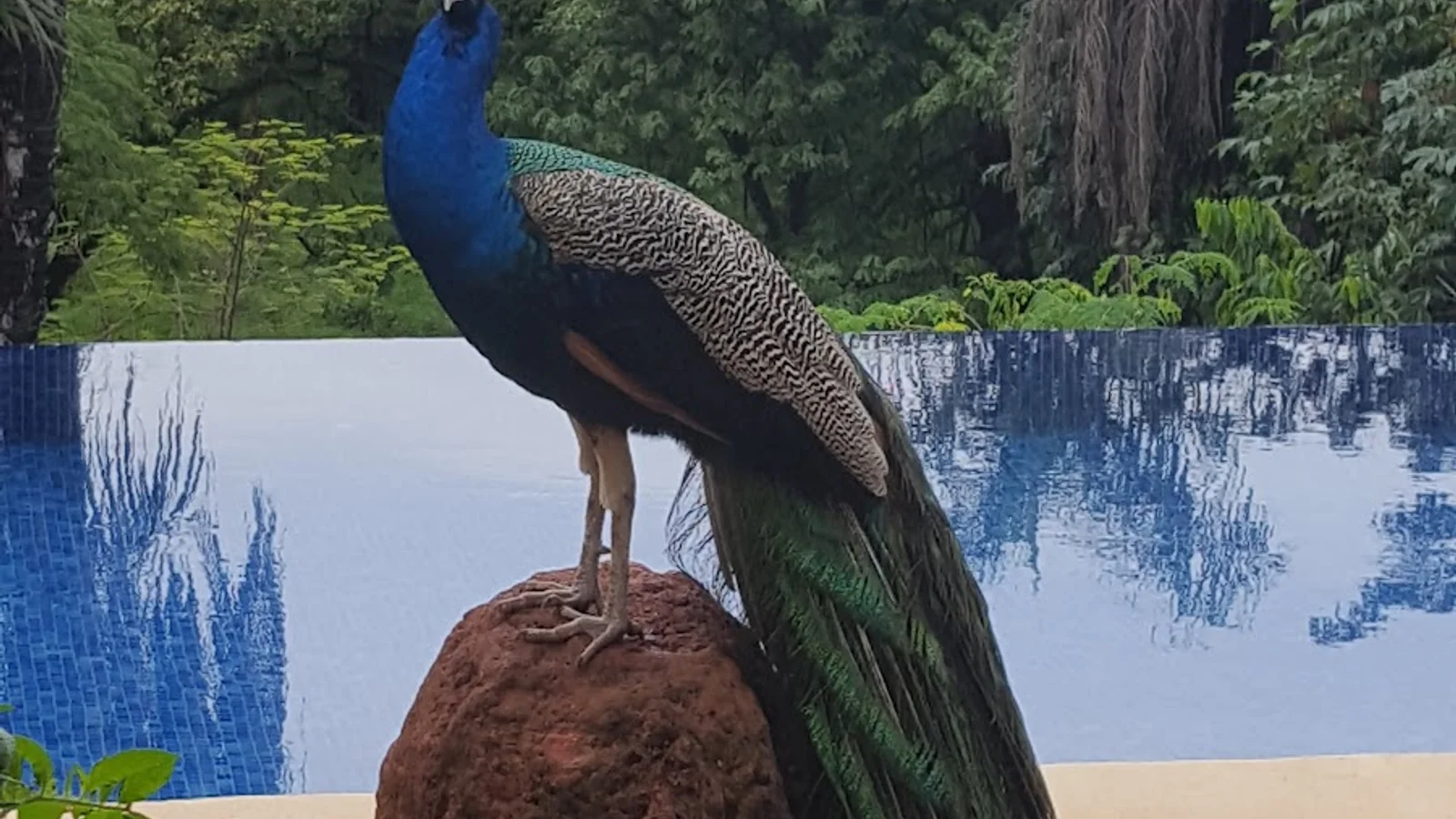 Nosara