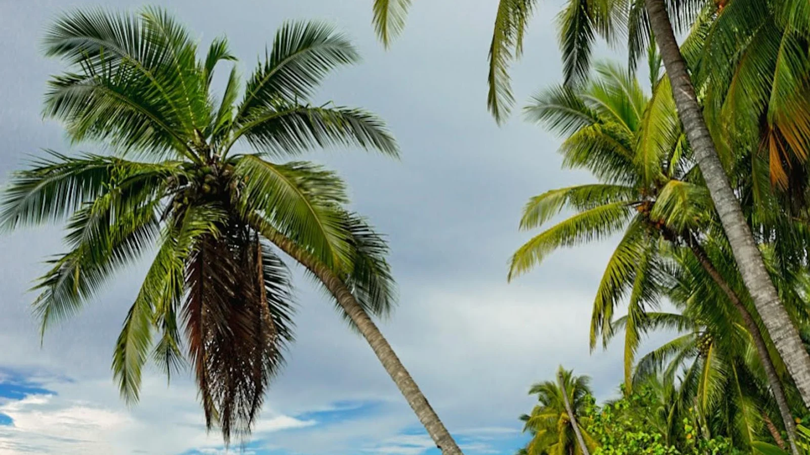 Uvita