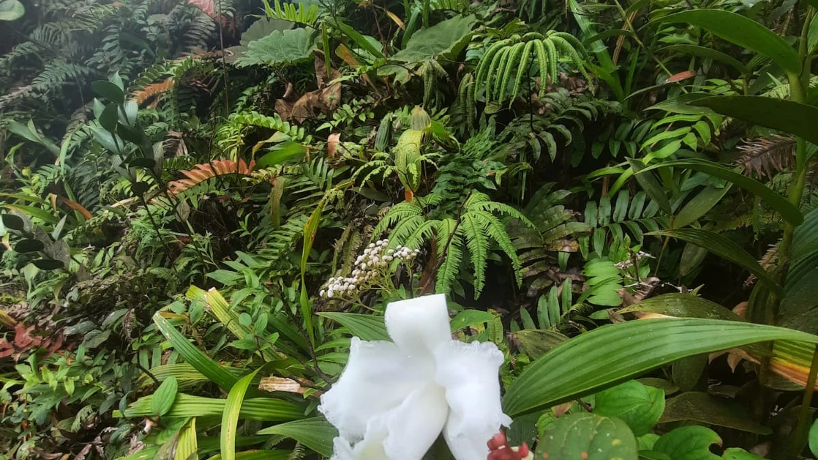 Arenal
