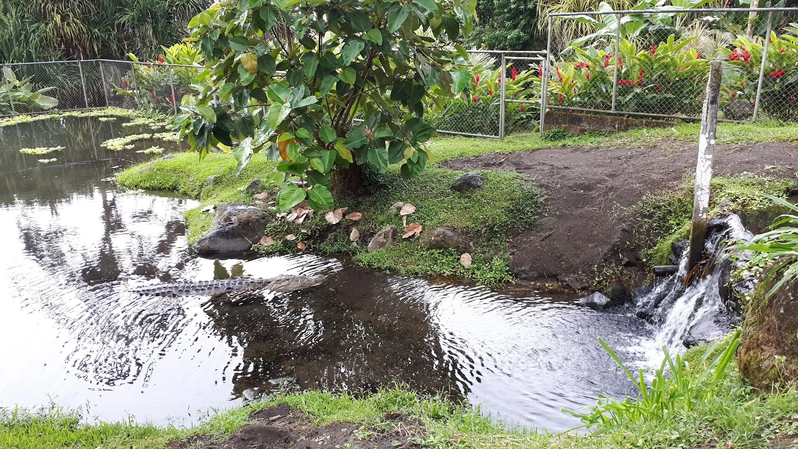 Arenal