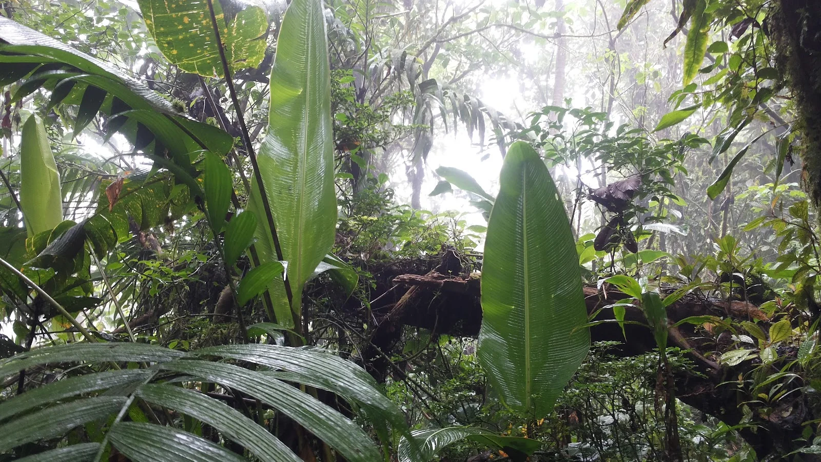 Monteverde
