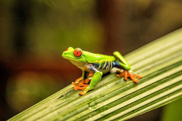 Excursió definitiva per veure peresosos a Guanacaste + cascada i cafè