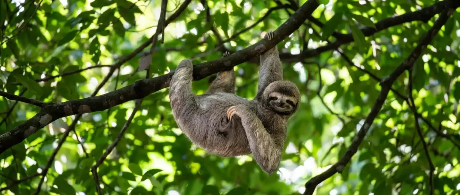 A sloth hangs upside down from a tree branch surrounded by green leaves