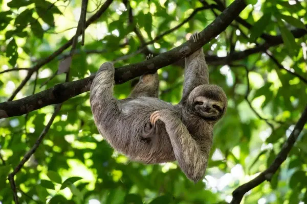 A sloth hangs upside down from a tree branch surrounded by green leaves