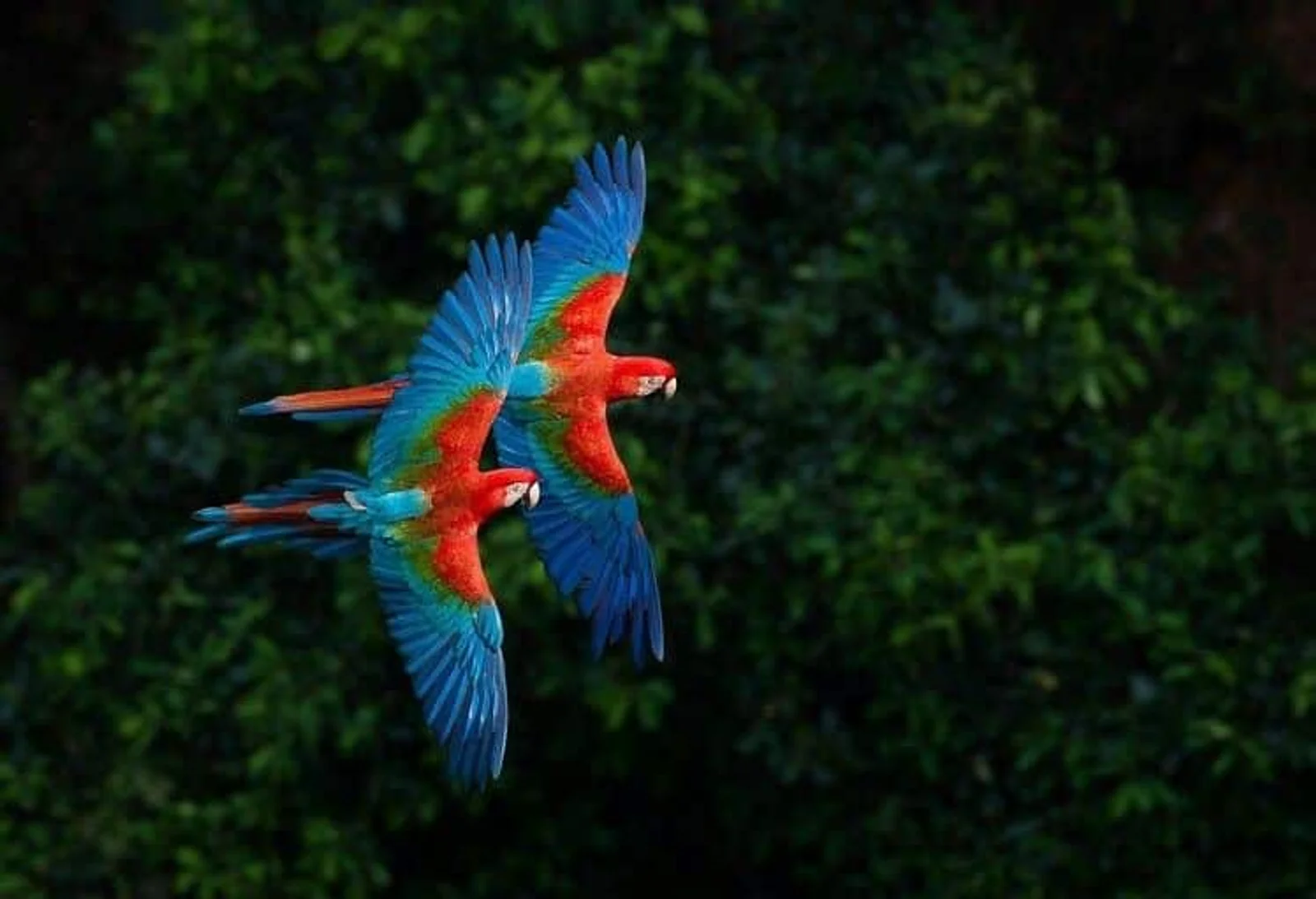 Two scarlet macaws in flight with wings spread, showing red, blue and green plumage against dark green foliage