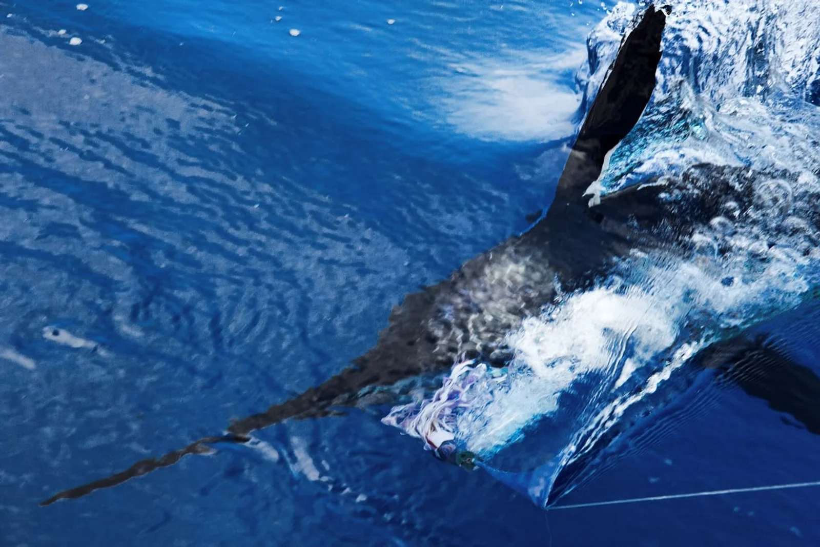 A billfish with raised dorsal fin breaks the ocean surface beside a fishing line