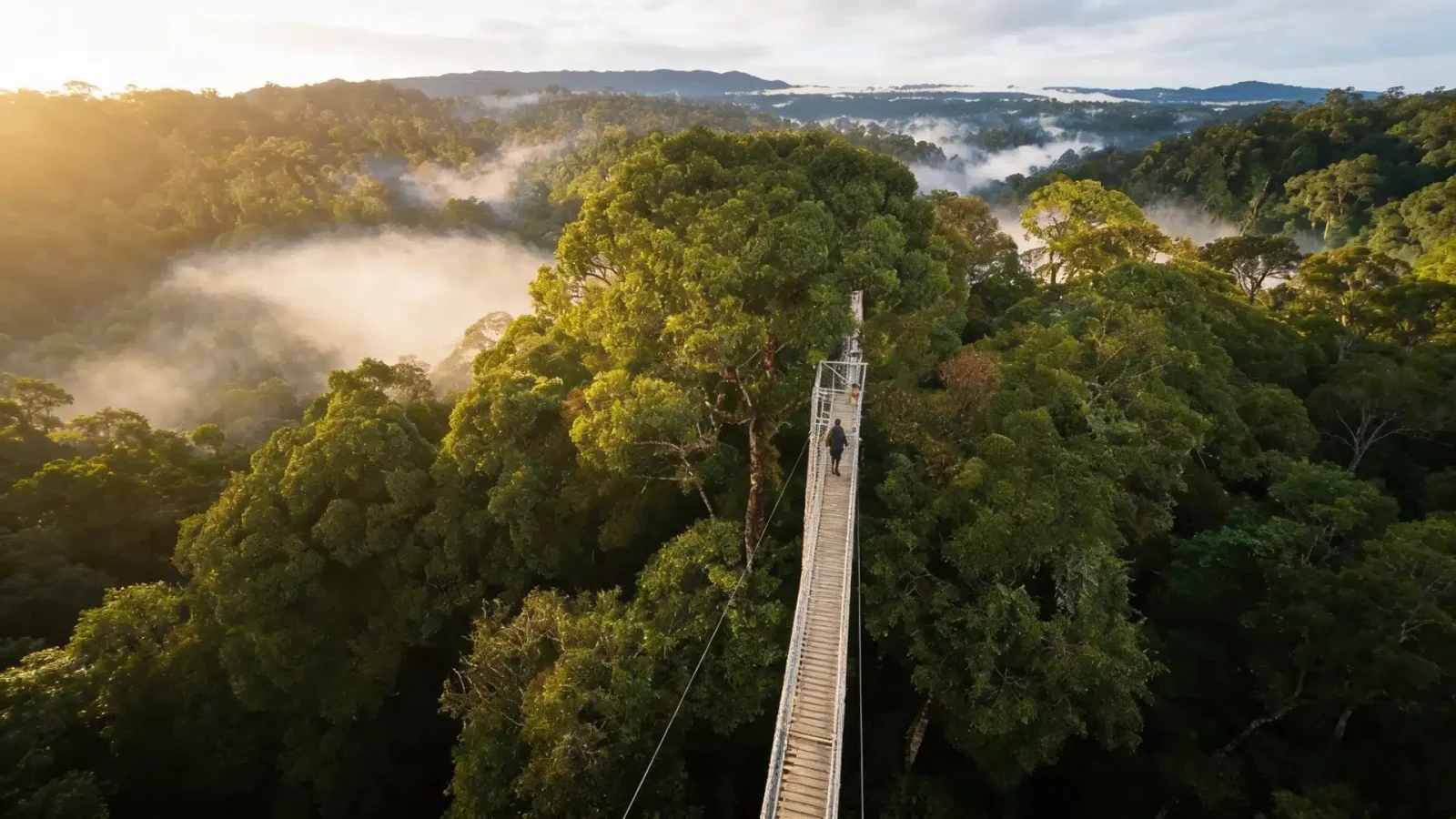 A person walks across a suspended canopy bridge over misty rainforest treetops at sunrise