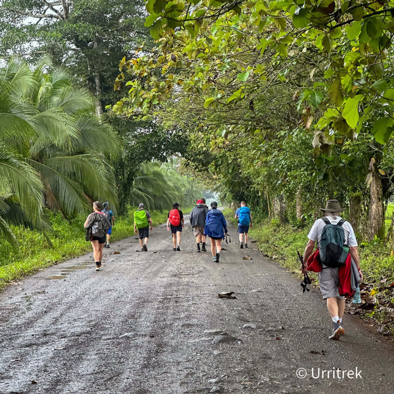 Hikers with backpacks walk along a tree-lined gravel road in Costa Rica