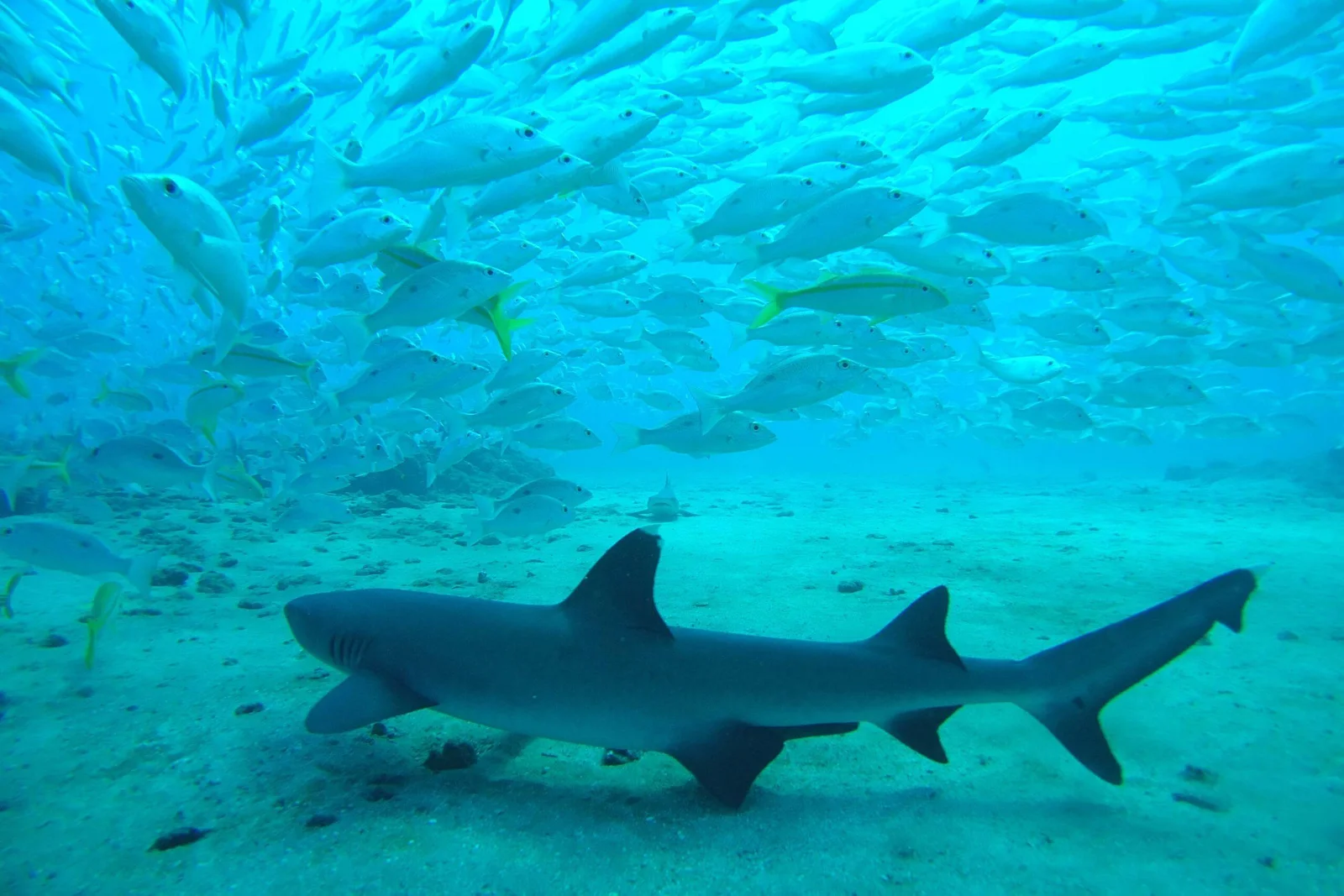 A whitetip reef shark rests on the sandy seafloor beneath a large school of fish, Isla del Caño