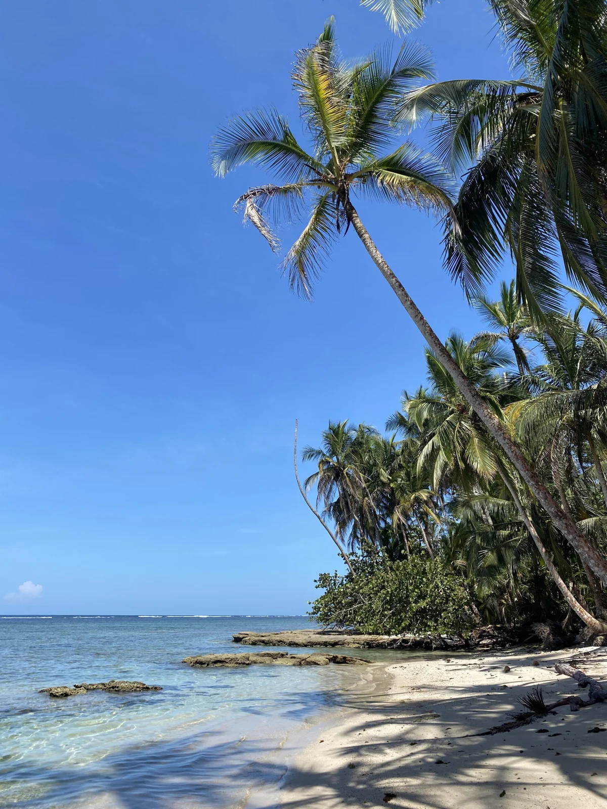 Palm trees lean over a quiet tropical beach with turquoise water and exposed rocks along the shore