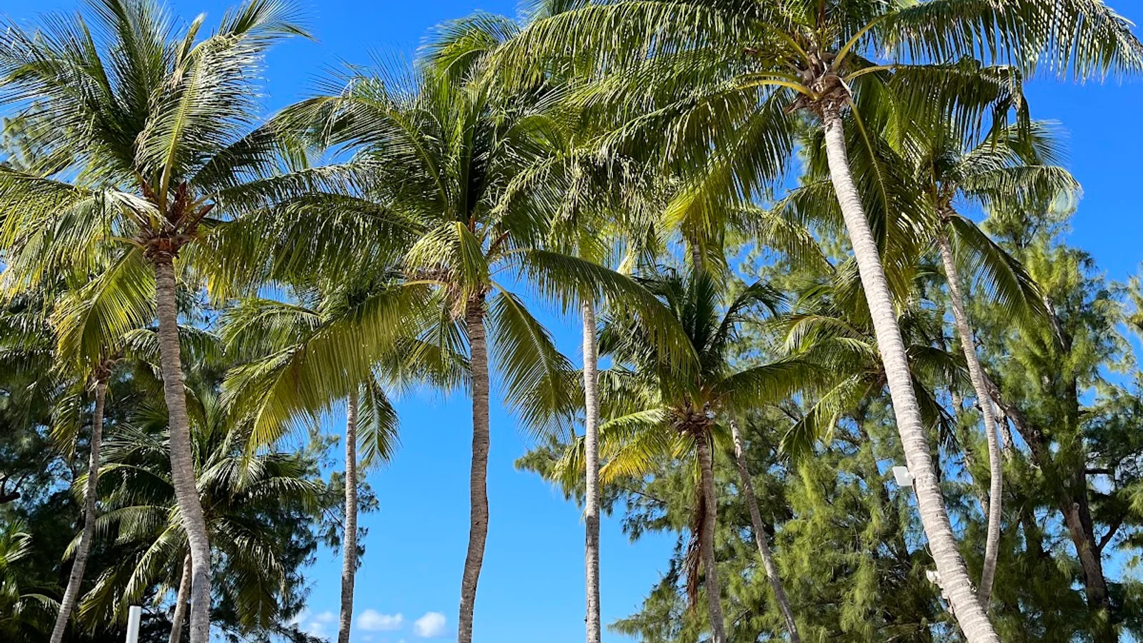 Rum Point